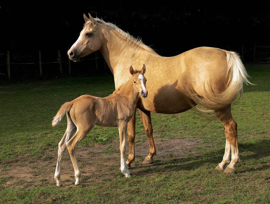 Palomino, Colombia