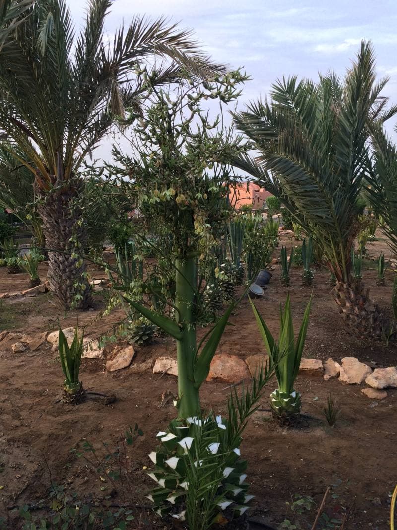 Praia de Chaves, Cape Verde