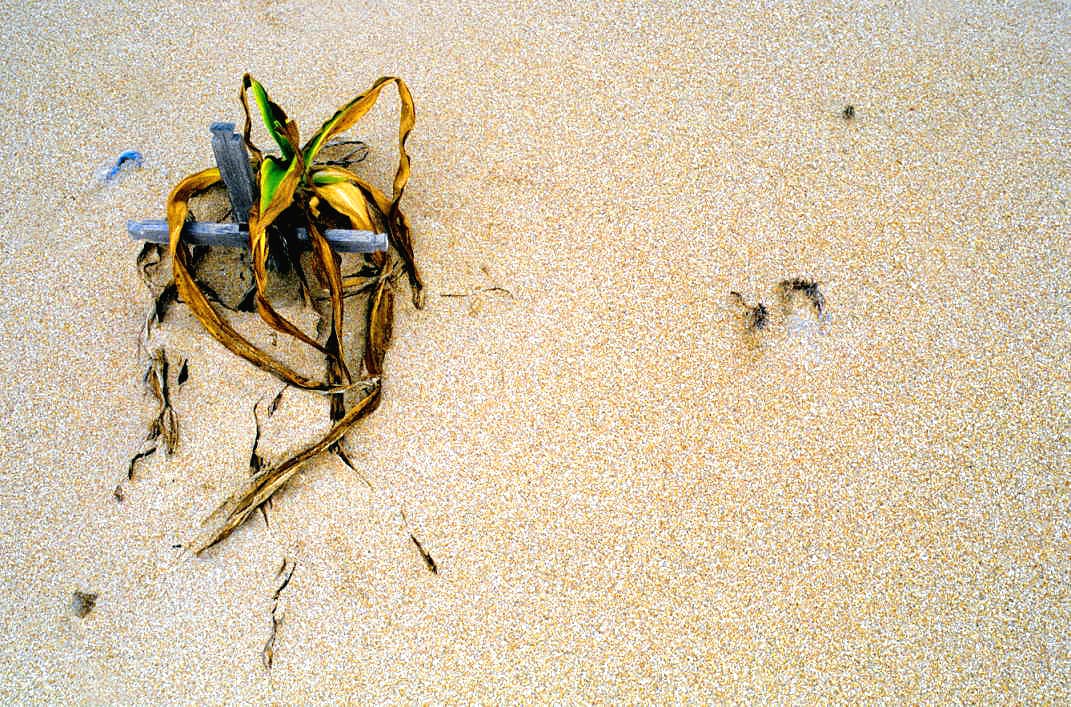 Icaraí de Amontada, Brazil